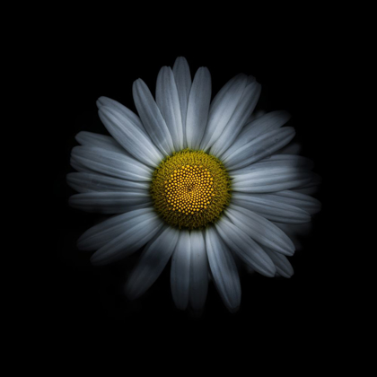 Picture of WHITE DAISY I