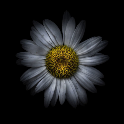 Picture of WHITE DAISY II