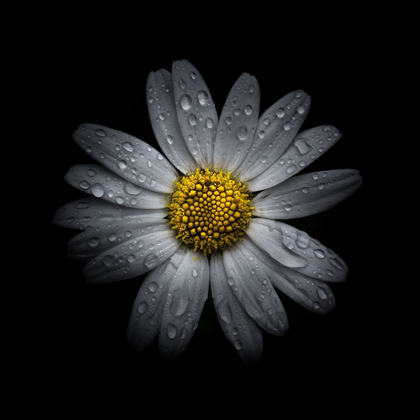 Picture of WHITE DAISY III