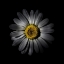 Picture of WHITE DAISY IV
