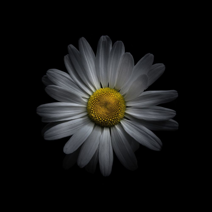 Picture of WHITE DAISY V