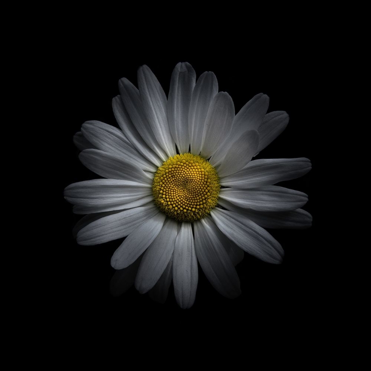 Picture of WHITE DAISY V