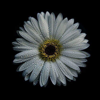 Picture of WHITE GERBER DAISY
