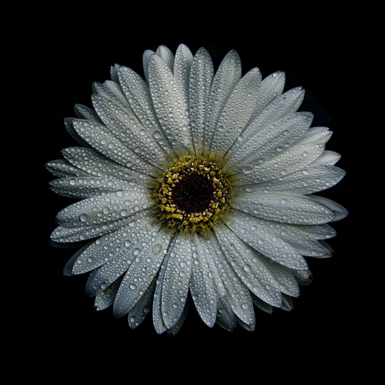 Picture of WHITE GERBER DAISY