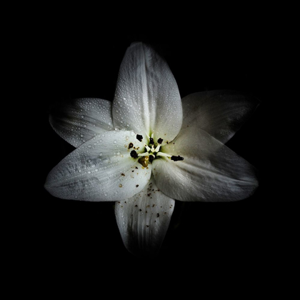 Picture of WHITE LILY
