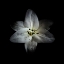 Picture of WHITE LILY