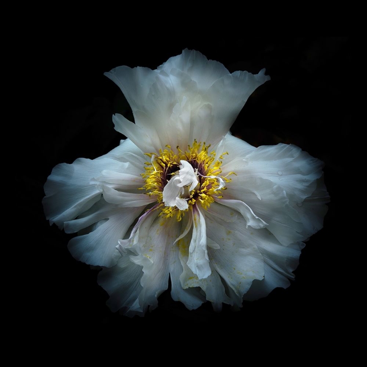 Picture of WHITE PEONY