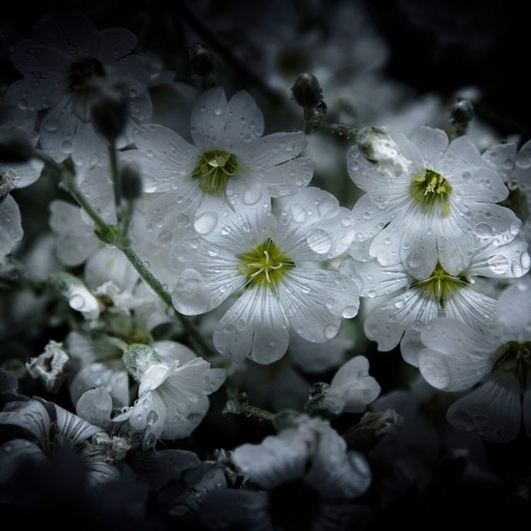 Picture of WHITE PETUNIA