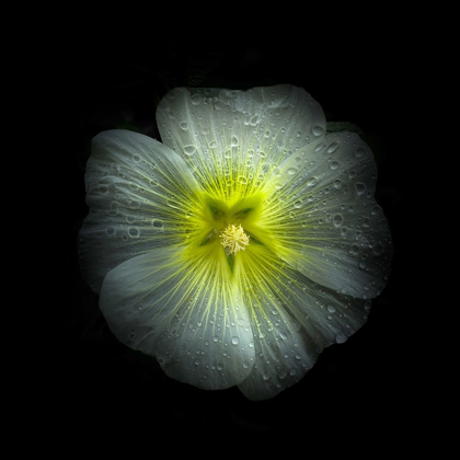 Picture of WHITE PETUNIA DETAIL