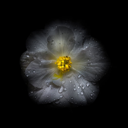 Picture of WHITE PETUNIA DETAIL II