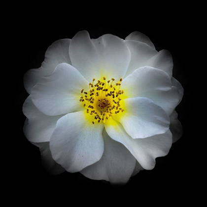 Picture of WHITE PRIMROSE