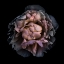 Picture of WILTED CAMELIA