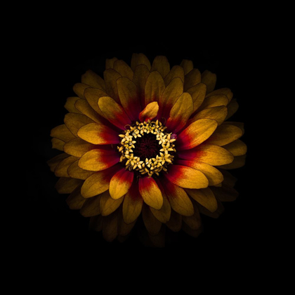 Picture of YELLOW AND RED ZINNIA