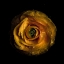 Picture of YELLOW BEGONIA II