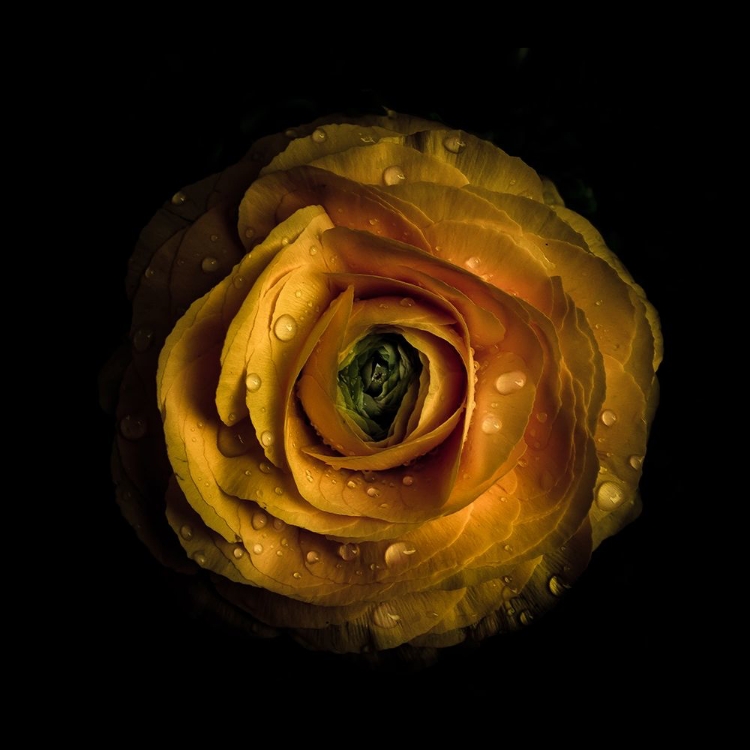 Picture of YELLOW BEGONIA II
