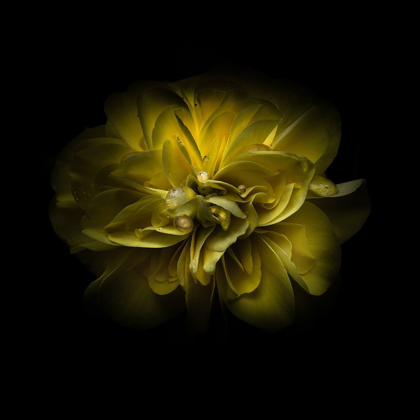 Picture of YELLOW CAMELIA