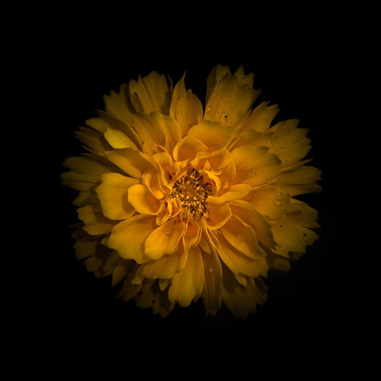 Picture of YELLOW DAHLIA