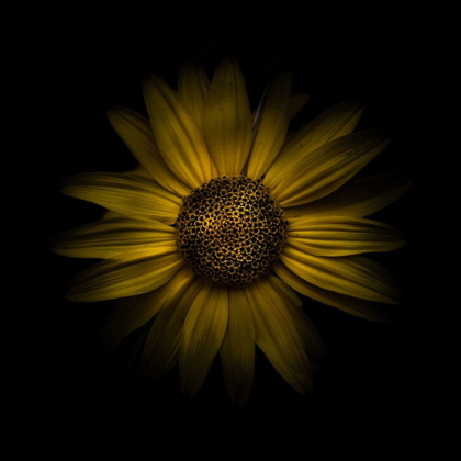 Picture of YELLOW DAISY I