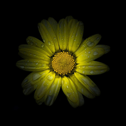 Picture of YELLOW DAISY II