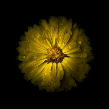 Picture of YELLOW DAISY MUM