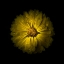Picture of YELLOW DAISY MUM
