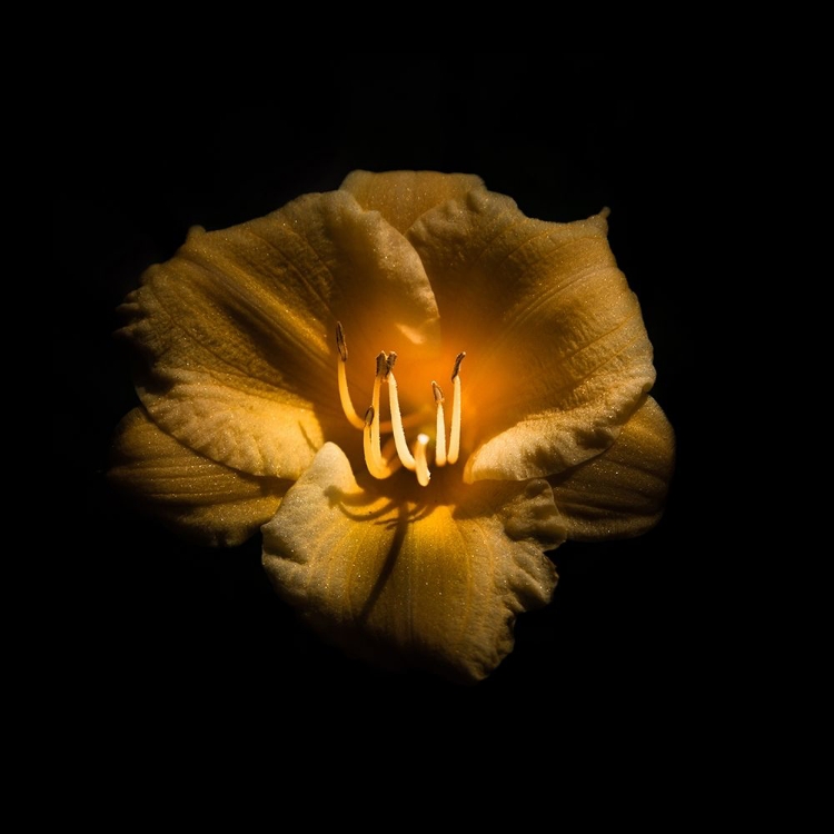 Picture of YELLOW LILY