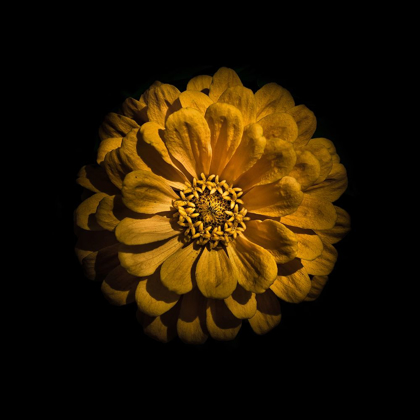 Picture of YELLOW ZINNIA