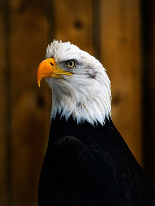 Picture of BALD EAGLE