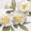 Picture of IVORY BLOOM