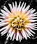 Picture of COLOR POP YELLOW
