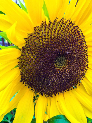 Picture of SUNFLOWER