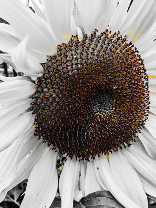 Picture of SUNFLOWER WHITE