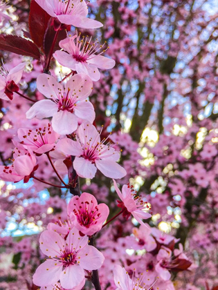 Picture of CHERRY BLOSSOM