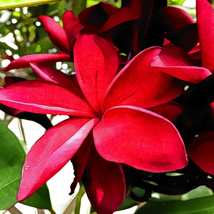 Picture of PLUMERIA IN THE SUN