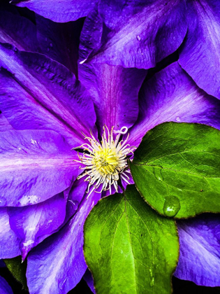 Picture of CLEMATIS SPRING