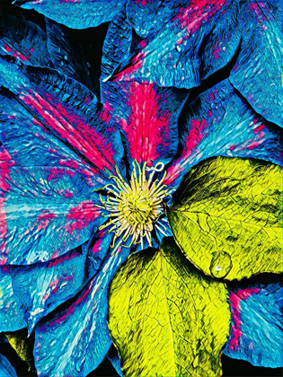 Picture of CLEMATIS ABSTRACT