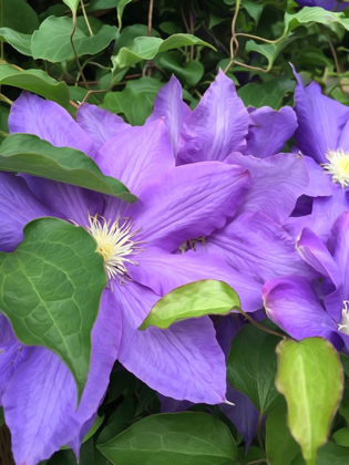 Picture of CLEMATIS 