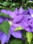 Picture of CLEMATIS 