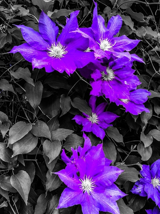 Picture of PURPLE AND GREY CLEMATIS