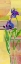 Picture of IRIS II