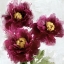 Picture of BURGUNDY BLOOM I 