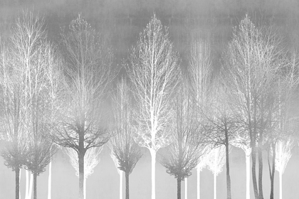 Picture of SILVER TREES