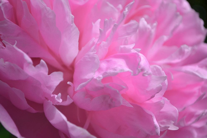 Picture of PASTEL PEONY 