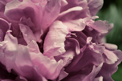 Picture of PINK PEONY IN MORNING 