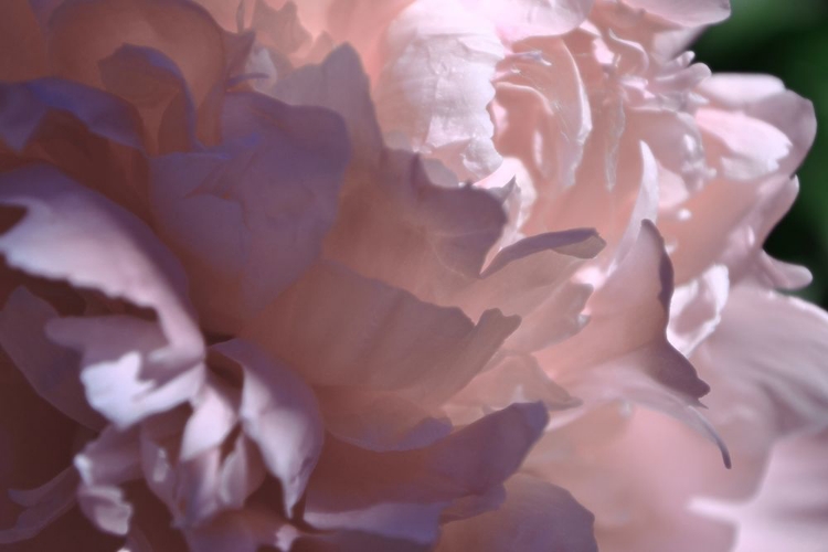 Picture of VELVET PEONY I