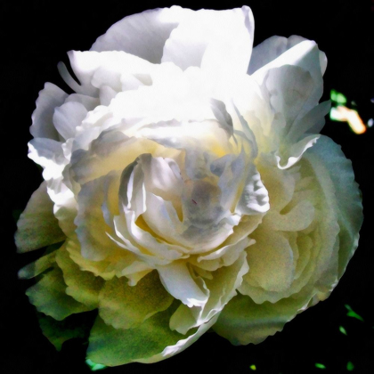 Picture of PEONY IN MORNING SUN 