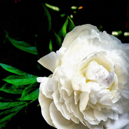 Picture of WHITE PEONY 