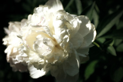 Picture of WHITE PEONY IN SPRING 