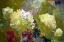 Picture of GARDEN ABSTRACT 