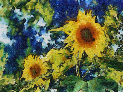 Picture of SUNFLOWERS 